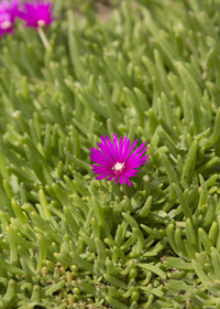 Delosperma 'Kalaidis'